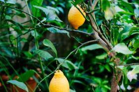 Logis Hôtel Villa Victorine - photo 17